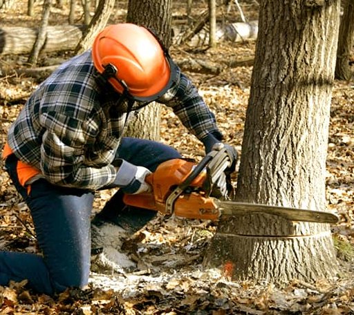Tree Removal in Rolling Fork, MS